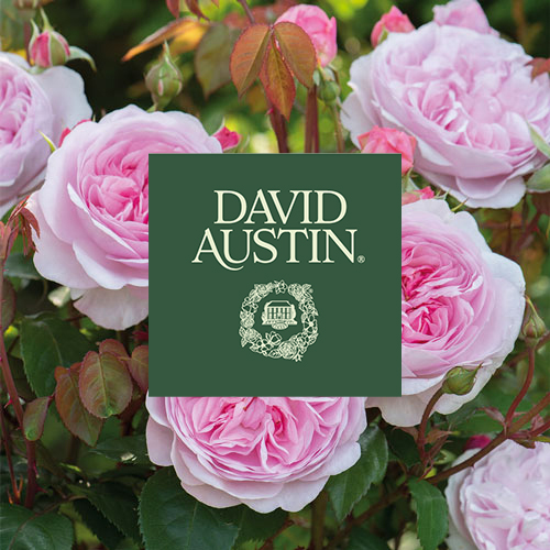 June in Bloom: A Chelsea-Inspired Talk from David Austin Roses, Wychbold