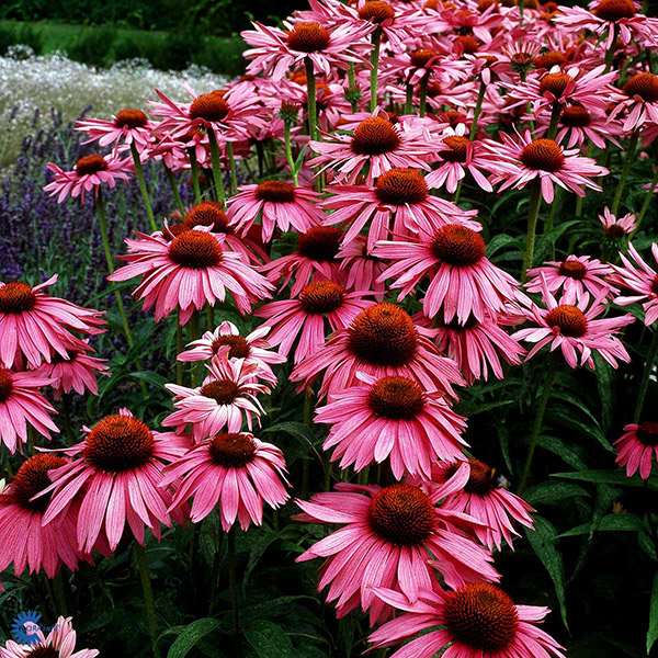 ECHINACEA