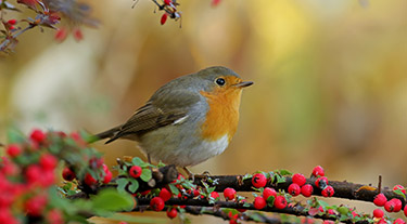 Attracting Robins In The Garden