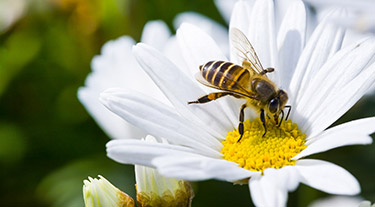 Attracting Bees In The Garden