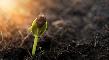 Guide: Growing from Seed