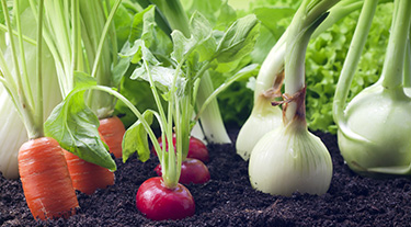 What to Grow: Vegetable Seeds