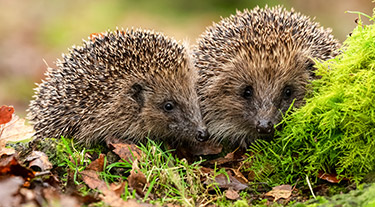 Attracting Hedgehogs In The Garden