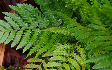 Shade Loving Plants