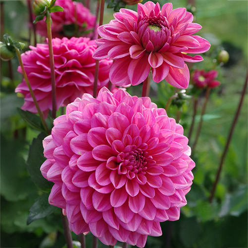 Wholesale Dahlias Flora Fields