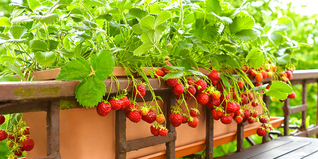 Easy fruits to grow in your garden bs Garden Centres
