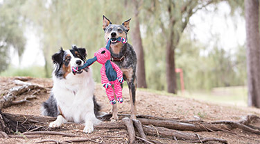 Gifts for Dogs