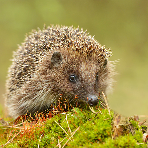 Helping Garden Wildlife in Spring