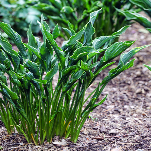 Growing Hostas