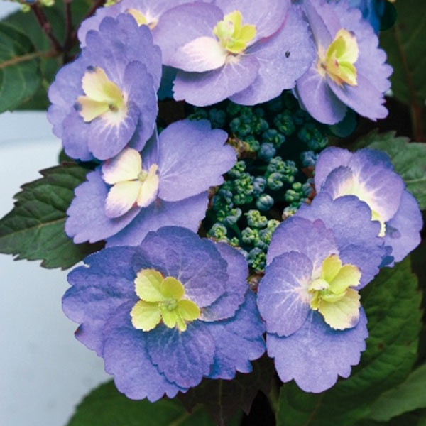 Hydrangea ‘Blueberry Cheesecake’