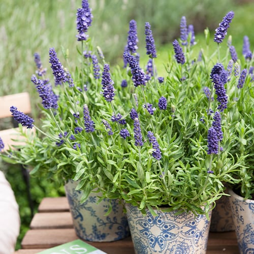 What grows well with lavender?
