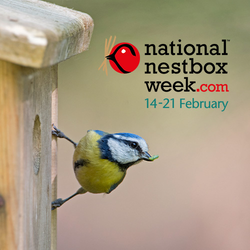 National Nest Box Week