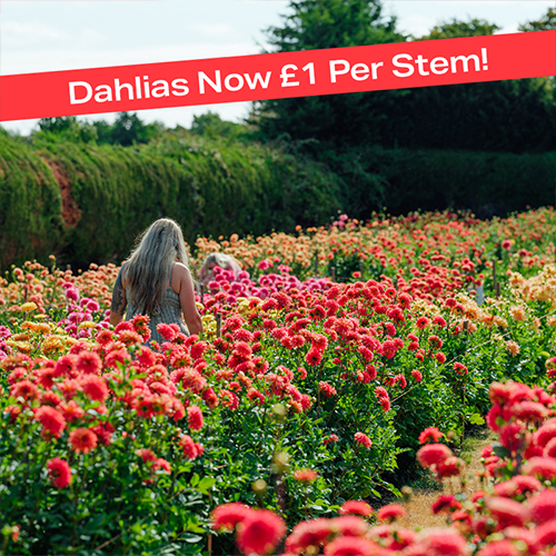 Pick Your Own Dahlias