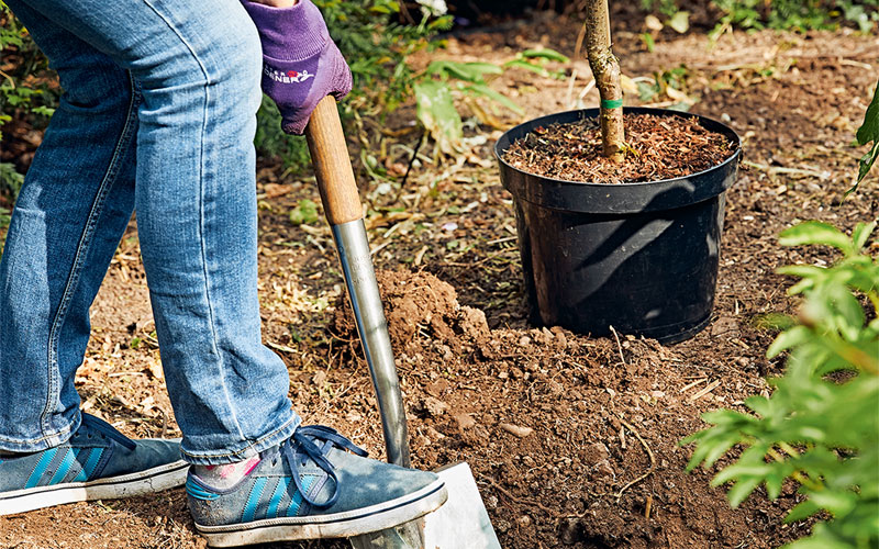 Plant a Border Step 3