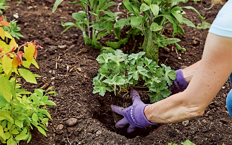 Plant a Border Step 5