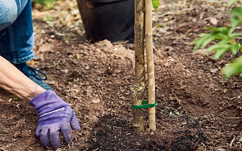 Plant a Border Step 4