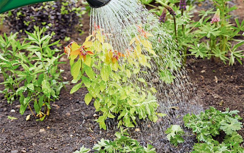 Plant a Border Step 6