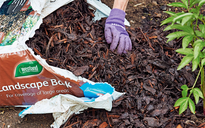 Plant a Border Step 7