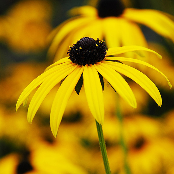 Rudbeckia