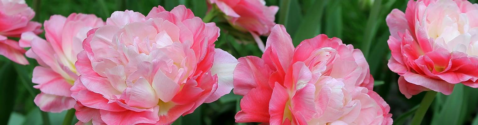 Spring Flowering Bulbs