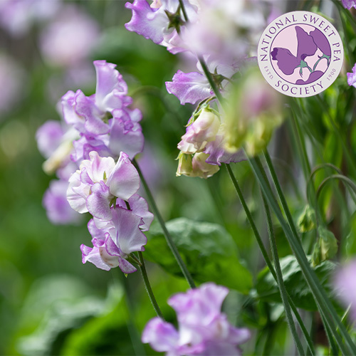 National Sweet Pea Society at Webbs