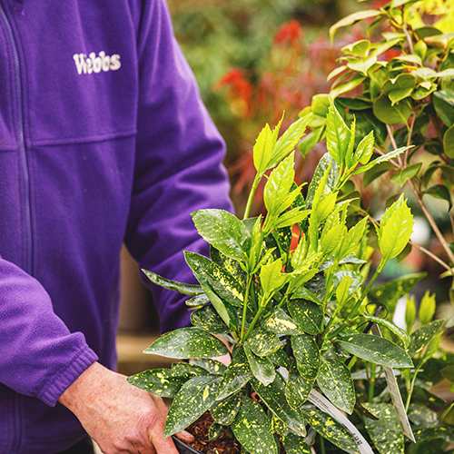 Outdoor Plants, Shrubs & Trees Department