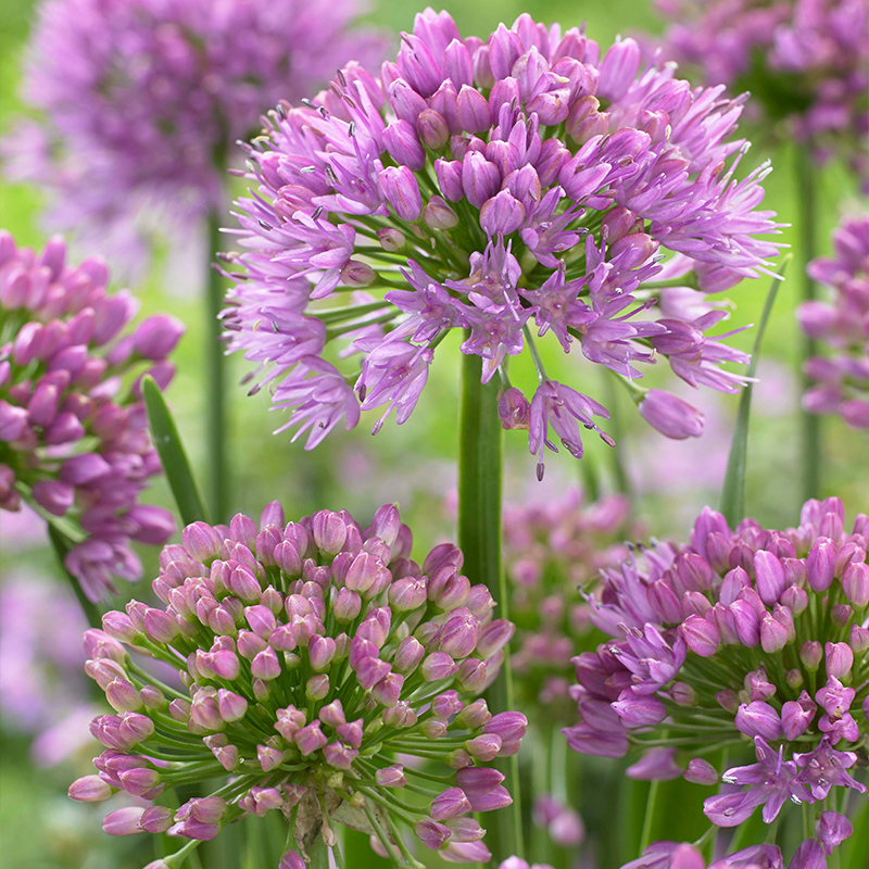 Purple power with Lavender and Alliums