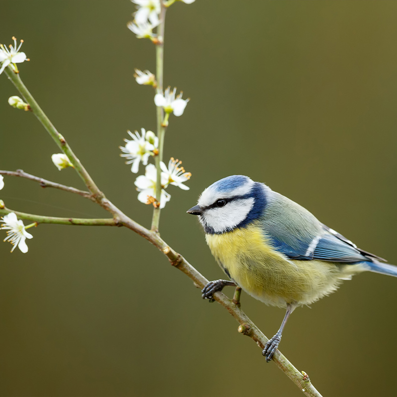 How to attract birds to a bird bath?