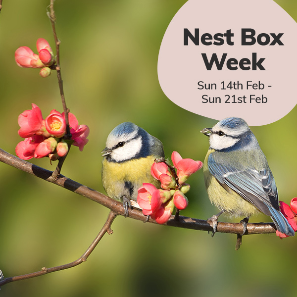 National Nest Box Week