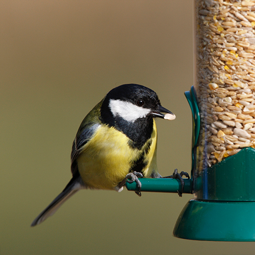 A safer way to feed your garden birds