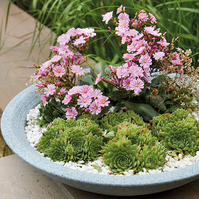 Miniature gardens - Alpine Garden Society