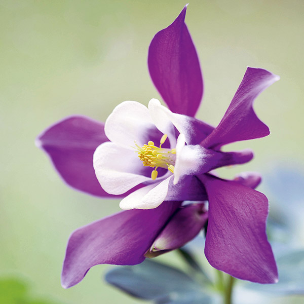 Garden Centre Team Member (Garden Plants) - Webbs, Wychbold