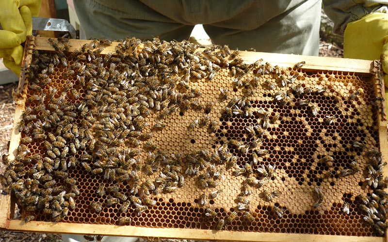 Bees at Webbs