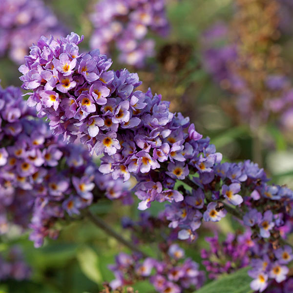 Buddleja ‘Blue Chip Jr’