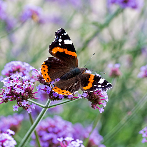 Webbs' Butterfly Boost