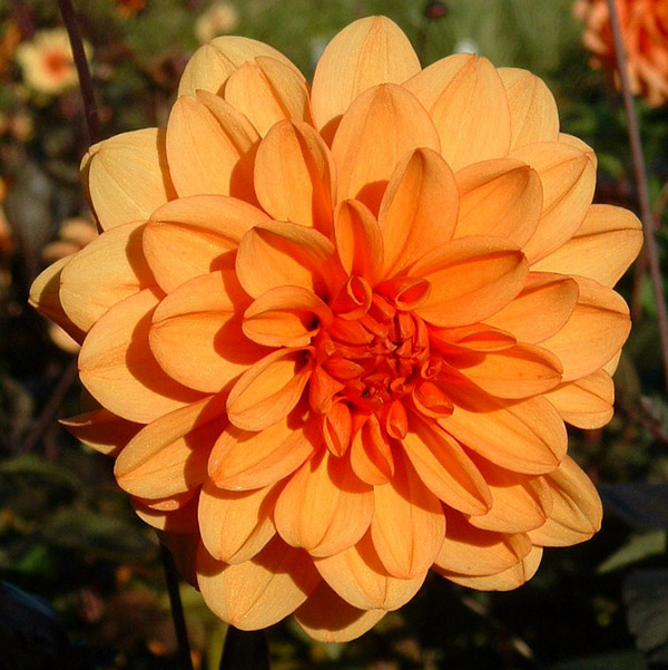 dahlia