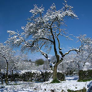 dec