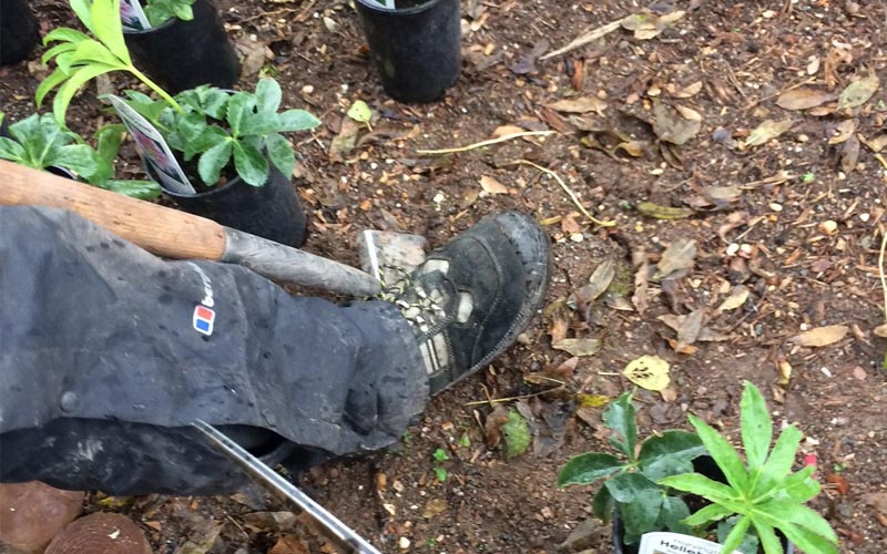 digging a hole for planting hellebores