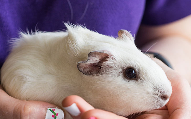 Webbs Guinea pig