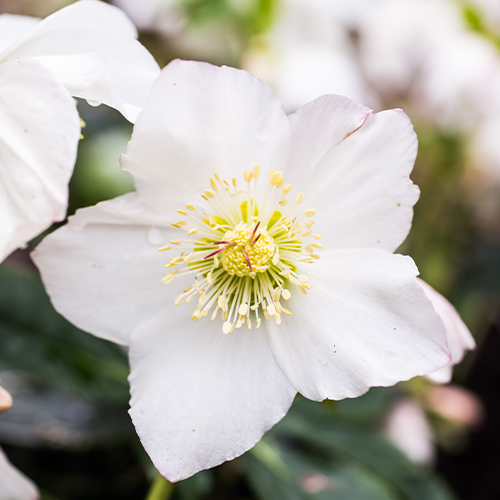 Webbs National Collection of Hellebores