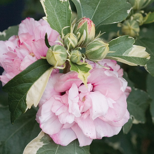 Hibiscus ‘Sugar Tip’