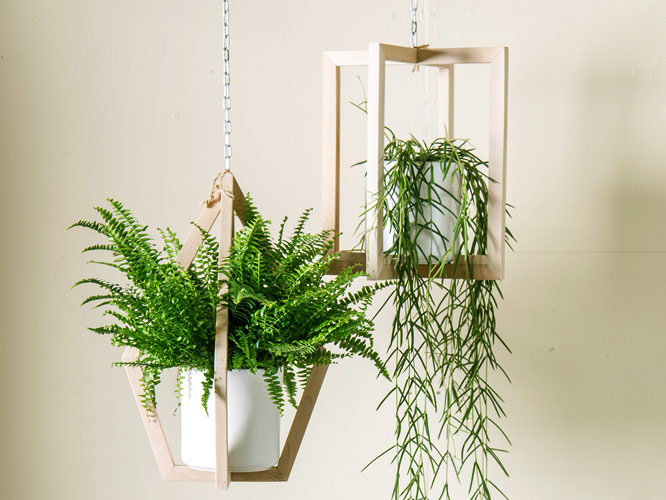 Garden Plants Tools And Furniture Webbs Centres Tree Home Decorations House Plants Accessories