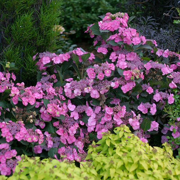 Hydrangea ‘Cotton Candy’