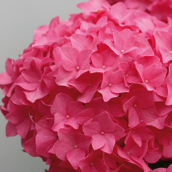 Hydrangea ‘Sweet Cupcake’