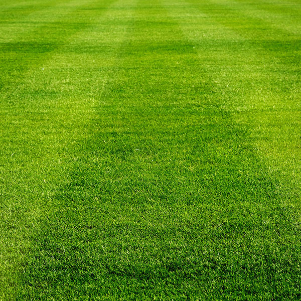 Guide: Summer Lawn Tips