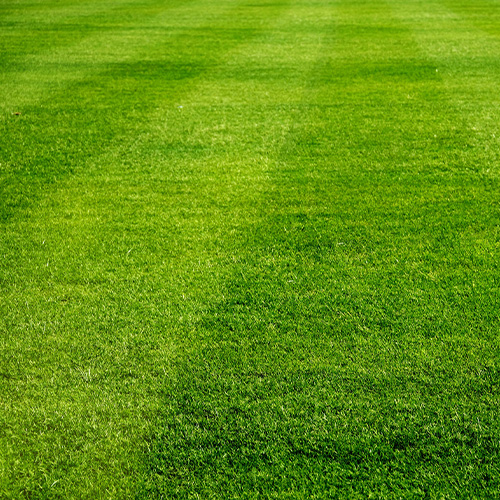 Lawn care steps for spring