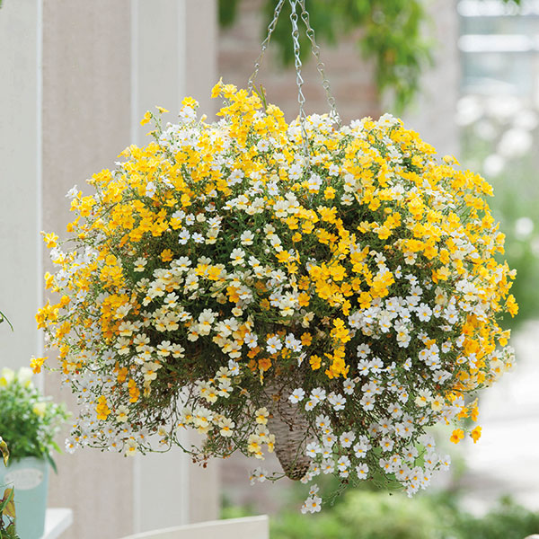 Combine nemesias in different colours in a basket to create a long-lasting display