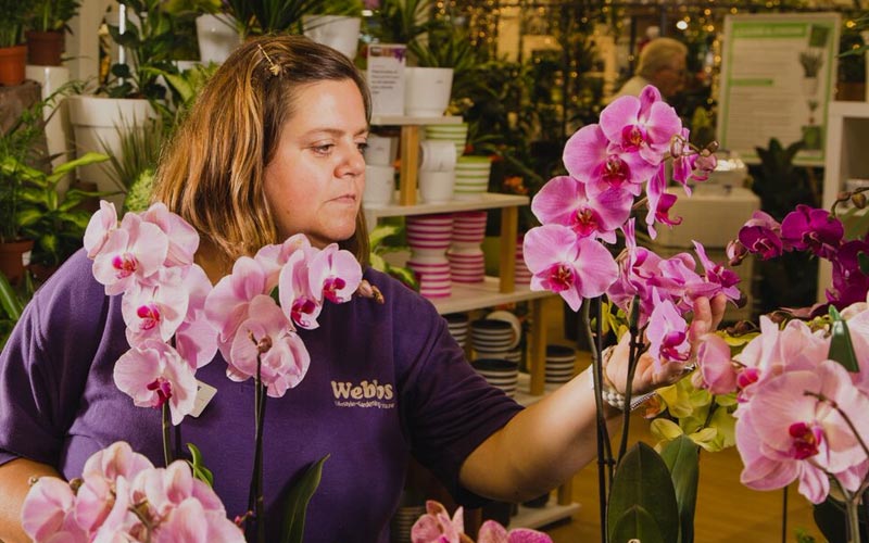 House plants and orchids at Webbs
