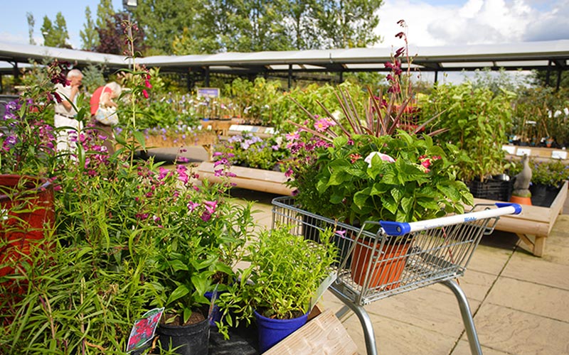 Shrubs and trees at Webbs