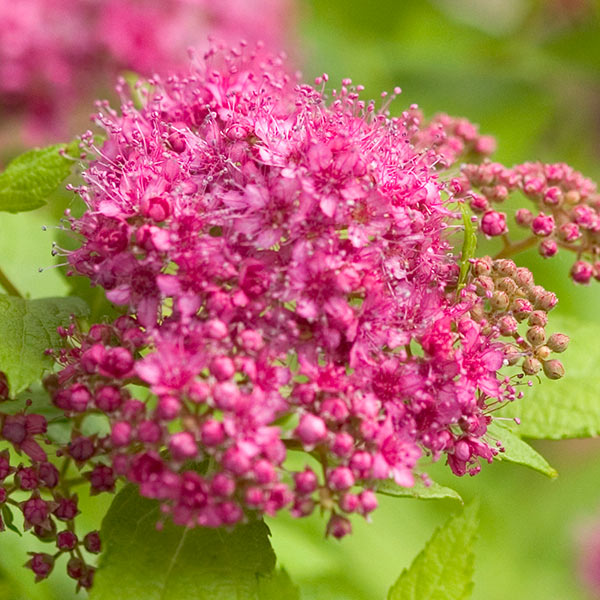 Spiraea ‘Double Play® Gold’